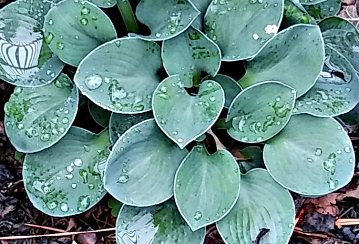 Hosta cat and mouse in the rain