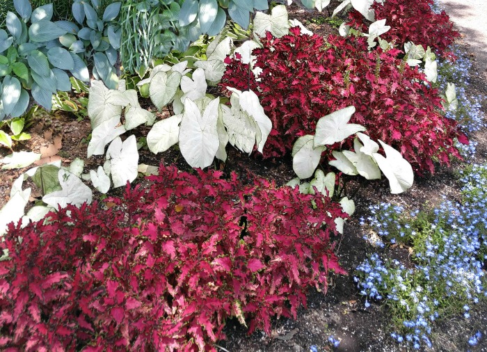 Mass planting of coleus, caladium and hostas