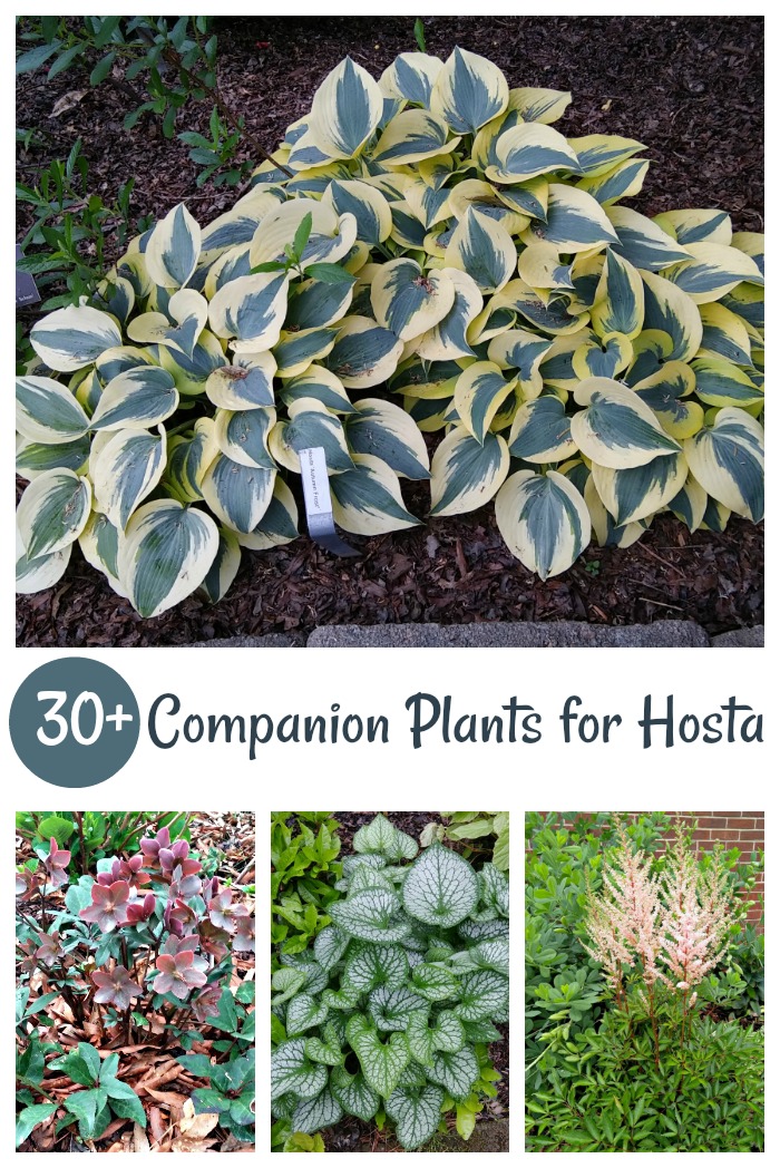 Companion Plants for Hosta