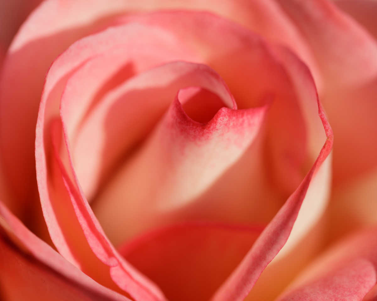 Peach and white Coretta Scott King rose close up.