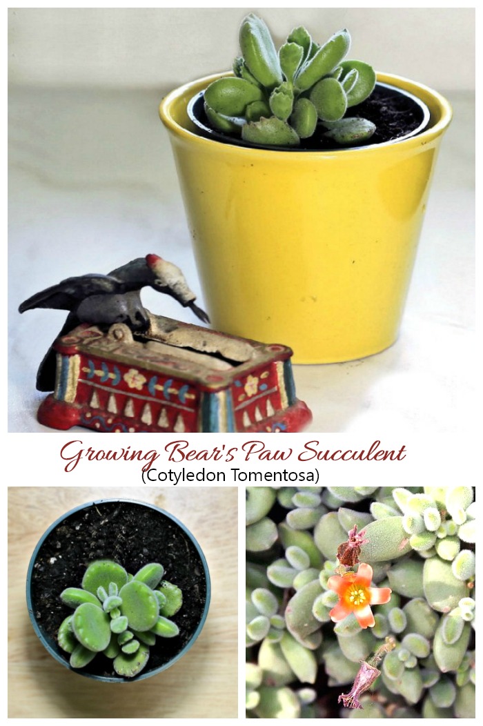 Bear's Paw Succulent is a drought smart tender succulent. Click through for care tips.