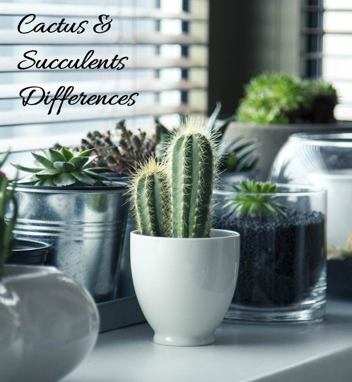 Are they the same family? Find out how these two drought smart plants vary.