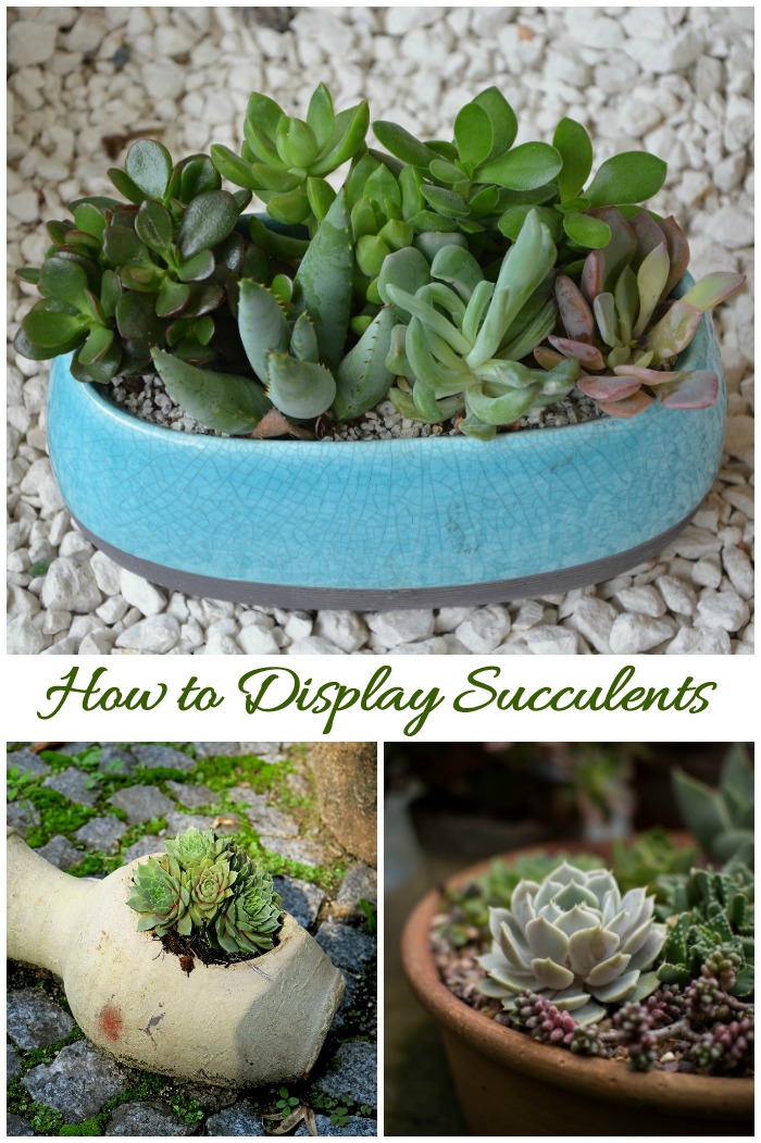 Tips for displaying succulents. Click through for some creative ideas.
