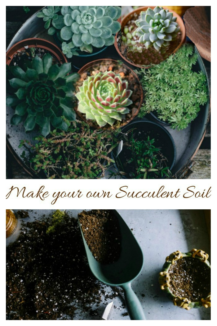 Make your own succulent soil with just a few ingredients.