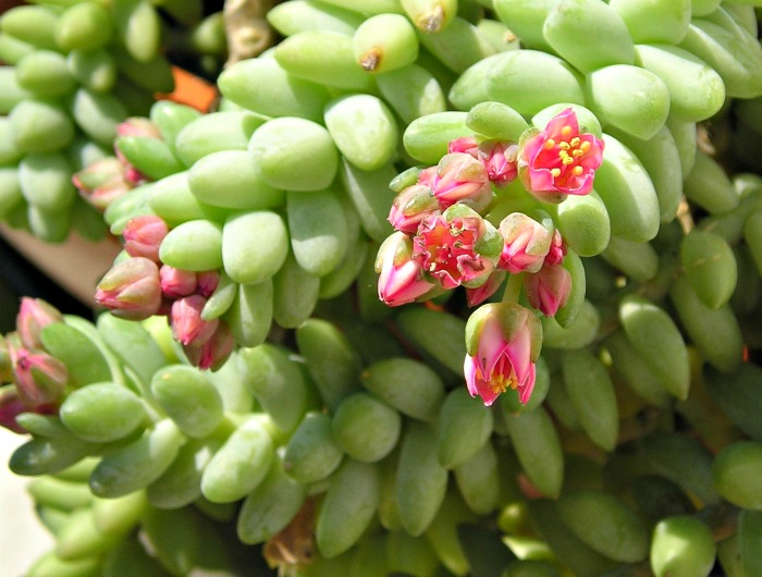 Flowers of sedum morganianum