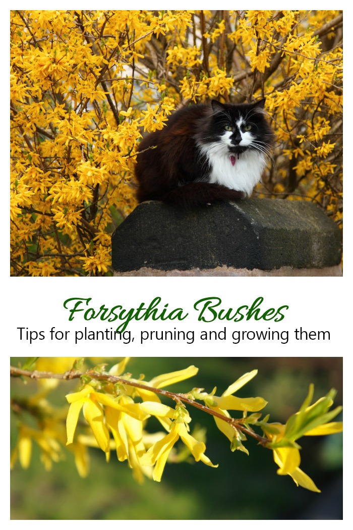 Forsythia Shrubs are one of the first harbingers of spring. Click through for a growing guide to this perennial.