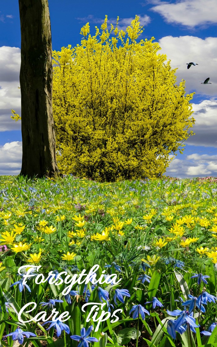 Forsythia is a hardy and tough shrub with cherry yellow flowers. Click through for the care guide.