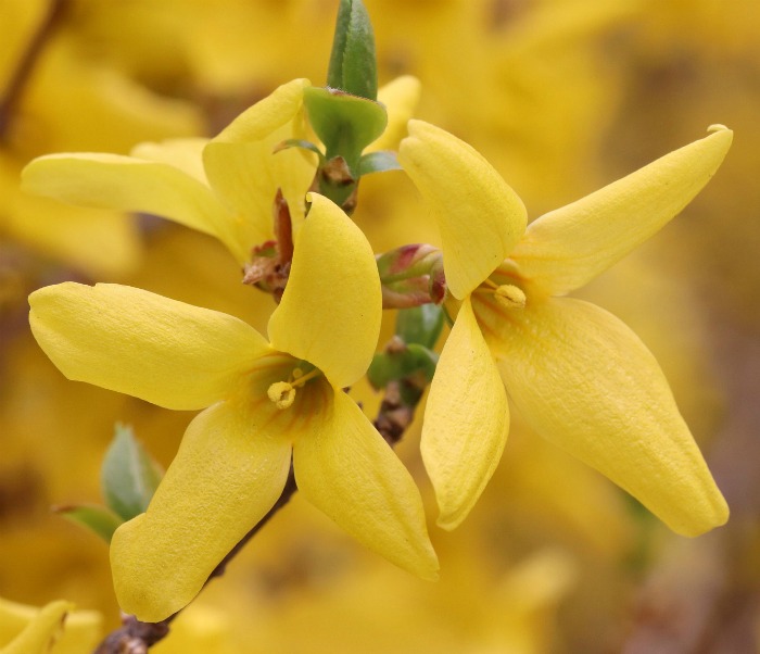 Yellow trumpet like flowers