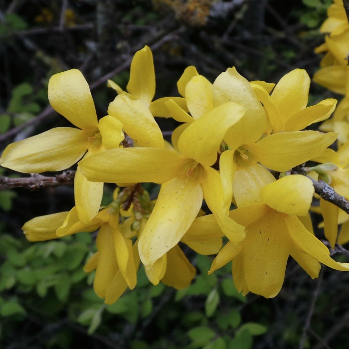 Forsythia Shrub – Tips for Planting, Growing and Pruning Forsythia Plants