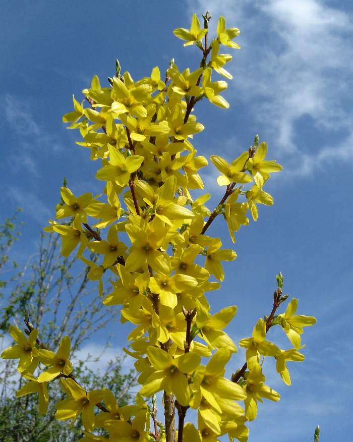 a forsythia shrub likes 6 hours of sun a day.