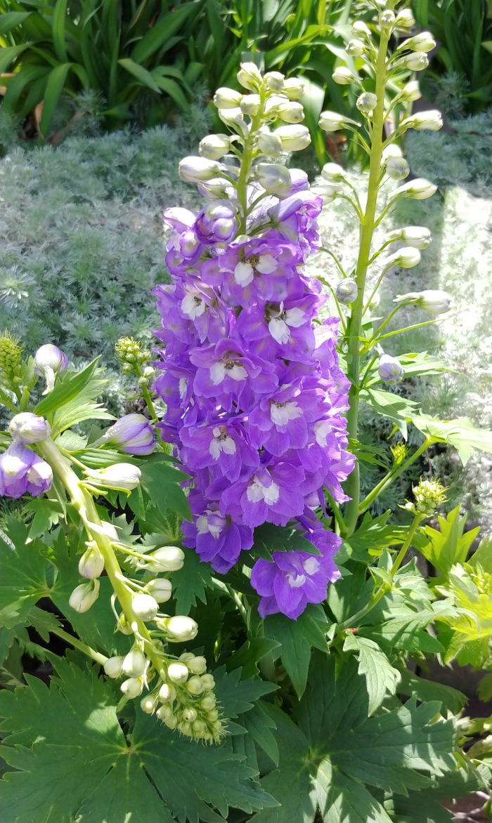 Foxglove flowers