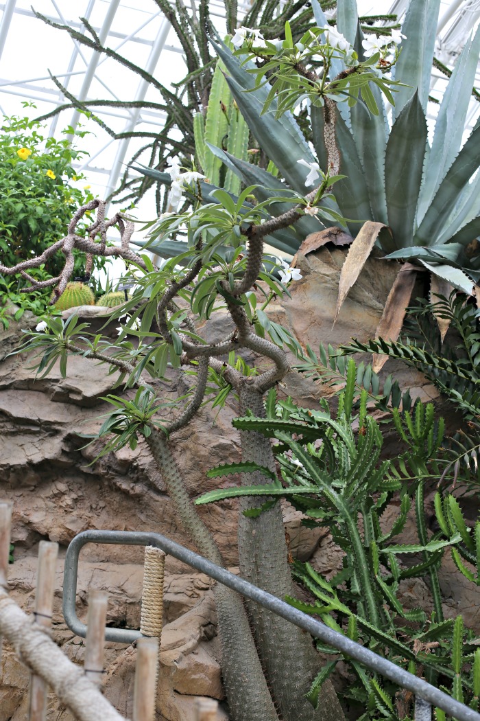 Several garden centers in the USA have fabulous succulent displays. This is a view from The Myriad Botanical Gardens in Oklahoma City