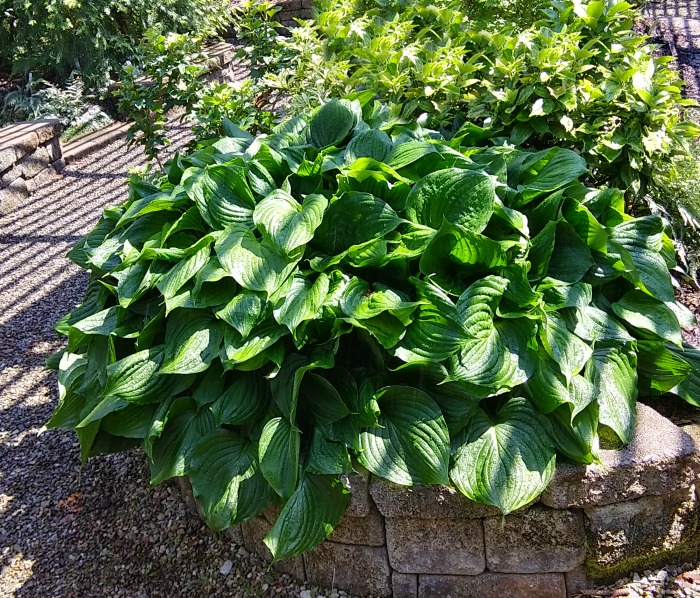 Grow hostas for impressive foliage