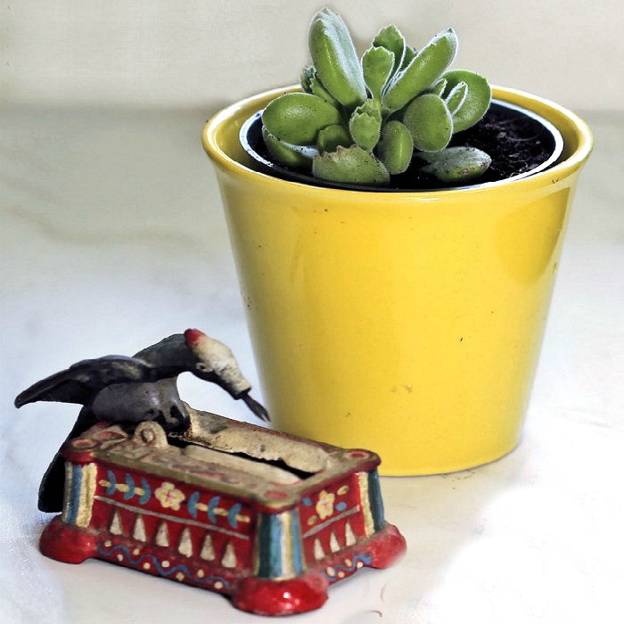 Bear’s Paw Succulent – Cotyledon Tomentosa
