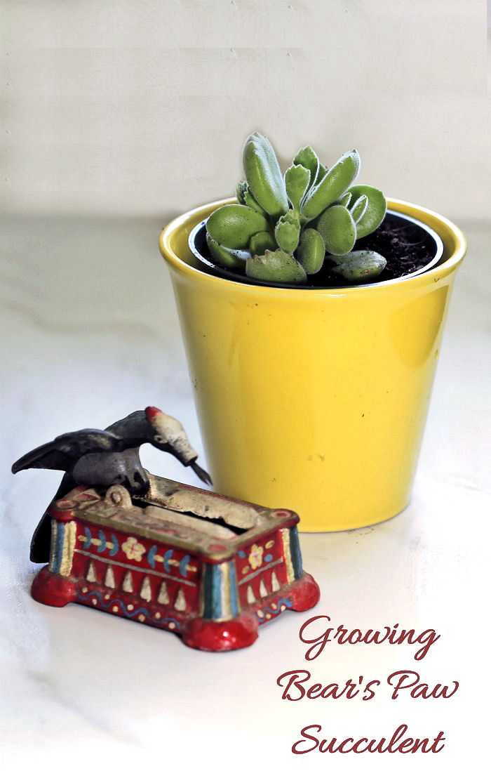 Tips for growing Bear's Paw Succulent
