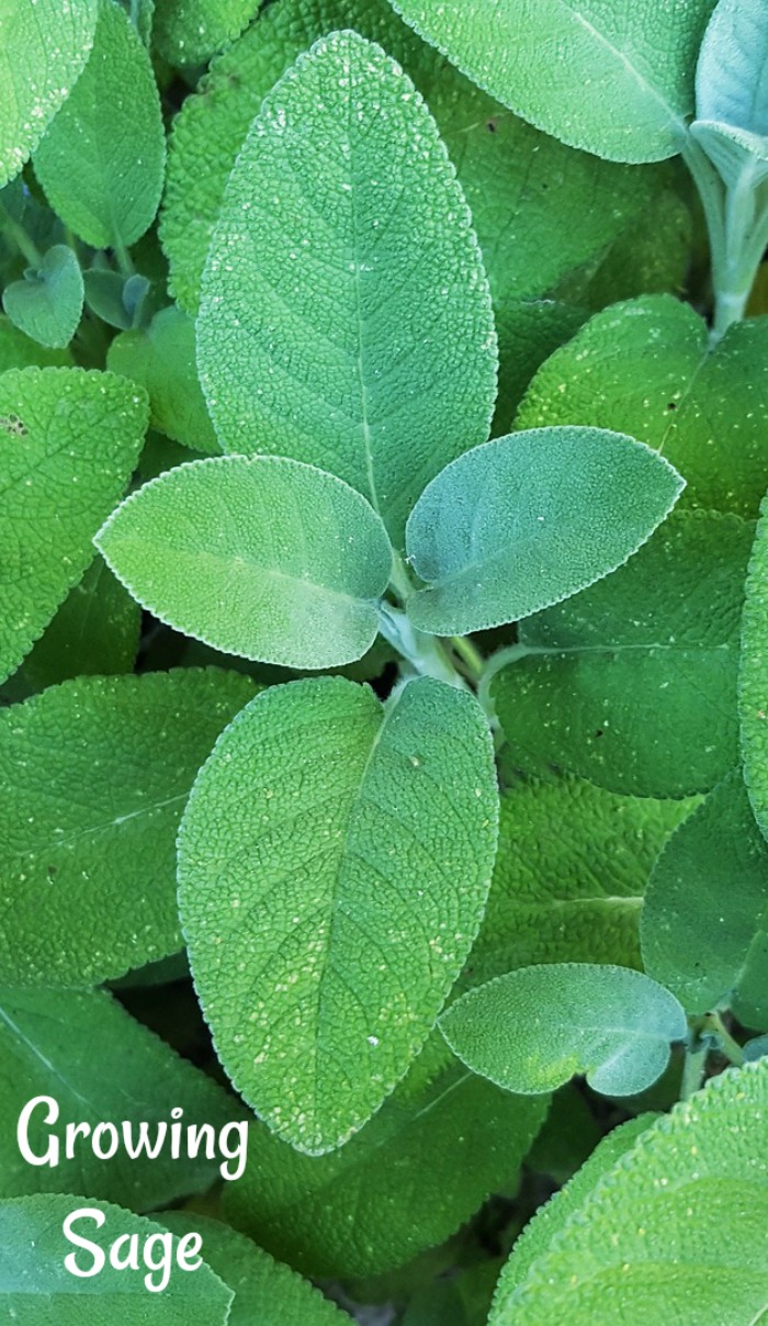 Green sage plant leaves with the words growing sage at the bottom.