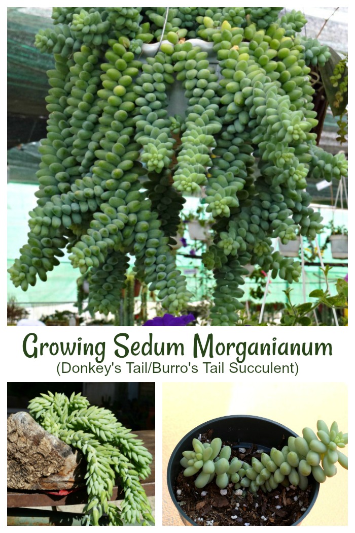 Sedum Morganianum is also known as burros tail or donkeys tail. Click through for growing tips for this trailing succulent plant