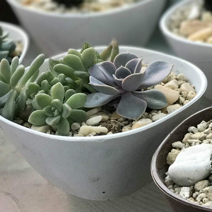 How to Care for Succulents – Succulent Plant Care