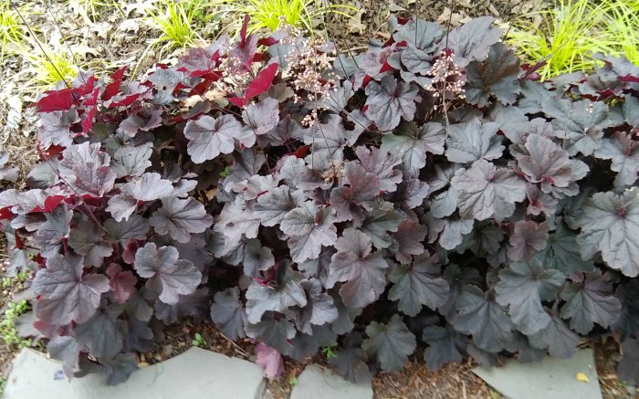 black coral bells