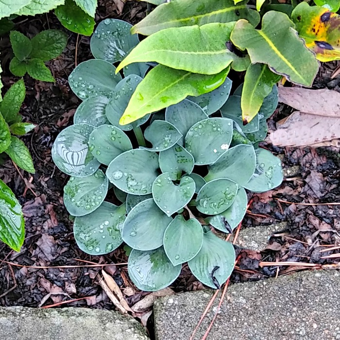 Hosta Cat and Mouse – Miniature Dwarf Hosta – Perfect for Rock Gardens