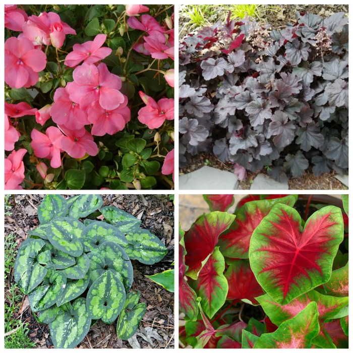 Hosta Companion Plants – Growing Hostas with Shade Loving Plants