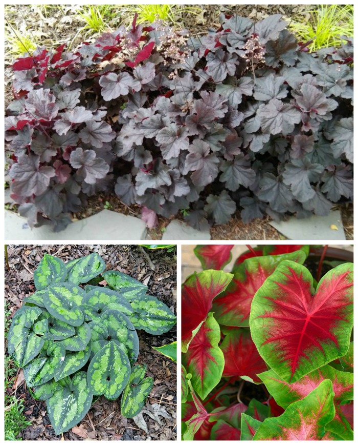 Coral bells, caladium and brunnera Jack Frost are good hosta companion plants