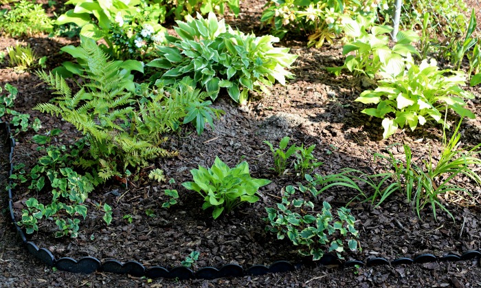 Shade garden with hostas and ferns