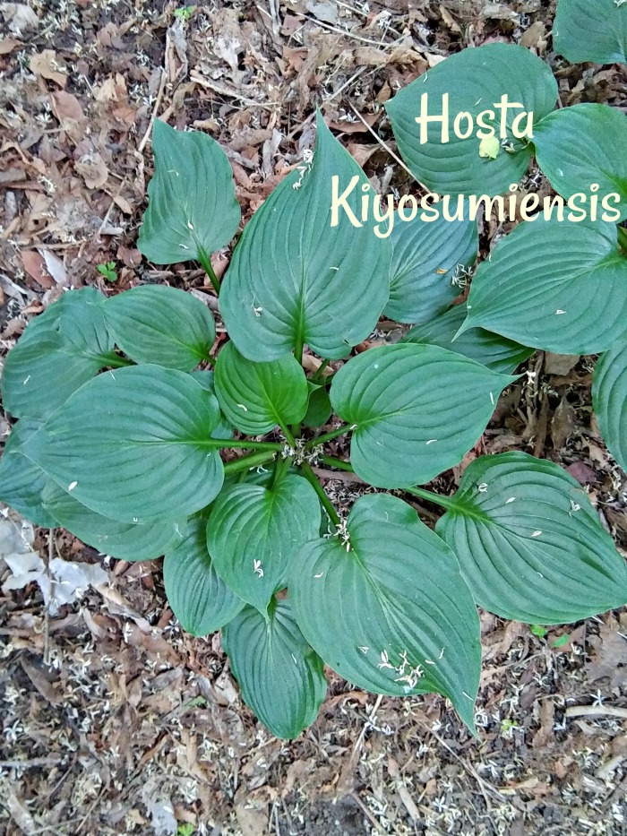This pretty undulating edge hosta is called Hosta Kiyosumiensis.