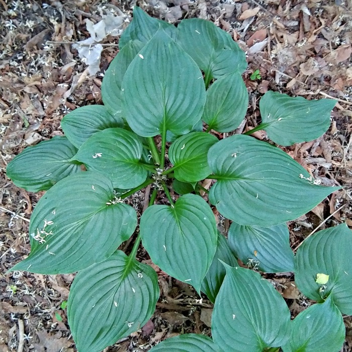 Hosta Kiyosumiensis – The Mountain Hosta from Japan