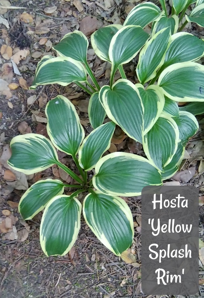 Hosta 'Yellow Splash Rim' - quick growing hosta plant.