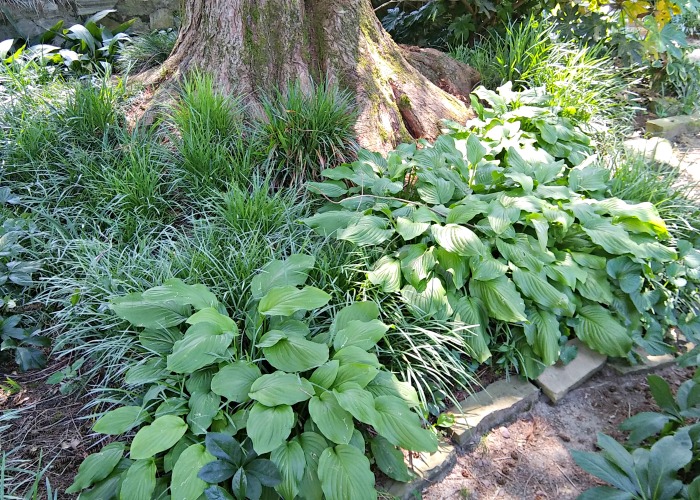 Hostas in a shade garden