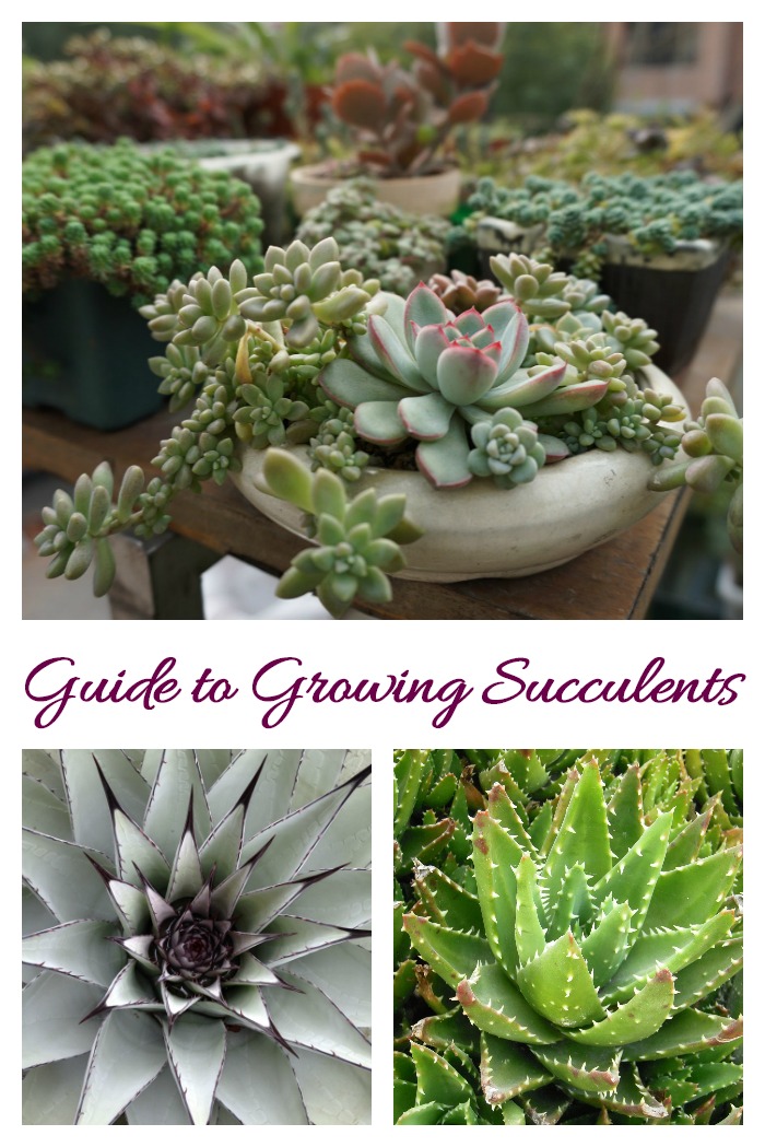 Guide for growing succulents. Click through to find out how to care for succulents.