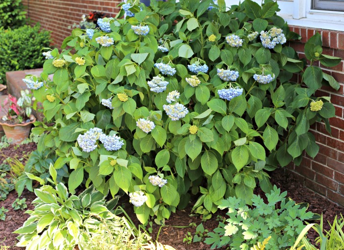 big leaf hydrangea in bloom.