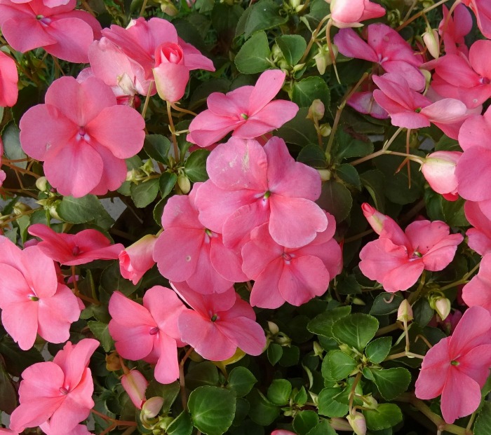 Busy Lizzy is also known as Impatiens.