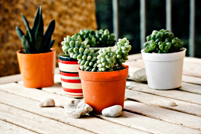 Most succulents can be grown indoors, but a few varieties don't mind lower light conditions.
