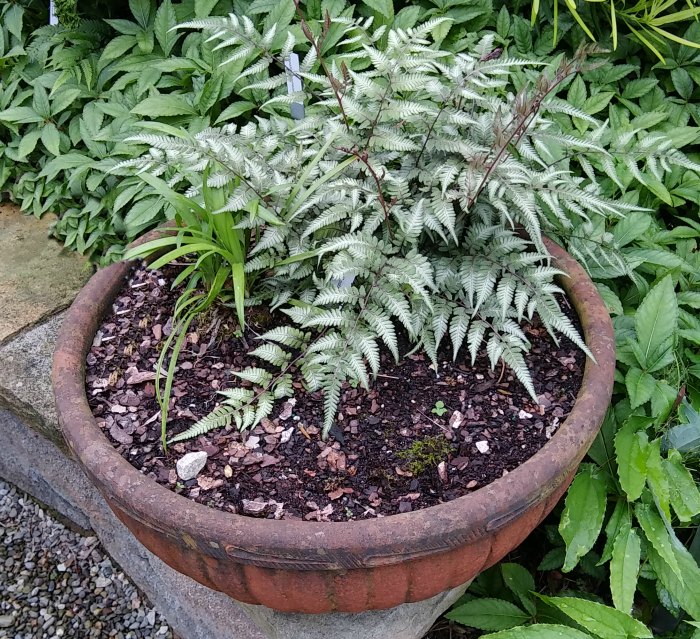 Japanese painted fern