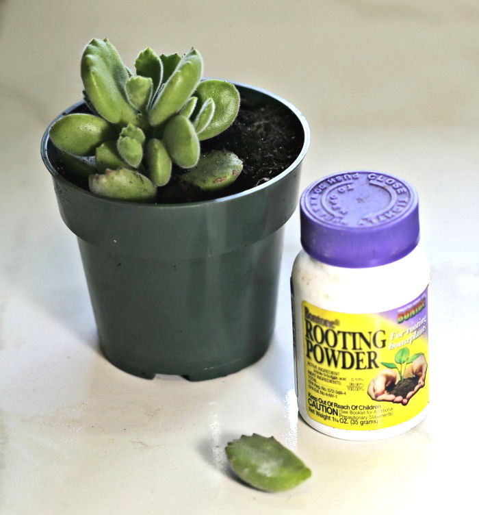 leaf cutting of bear's paw succulent