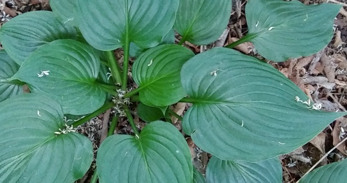 close up of hosta leaves
