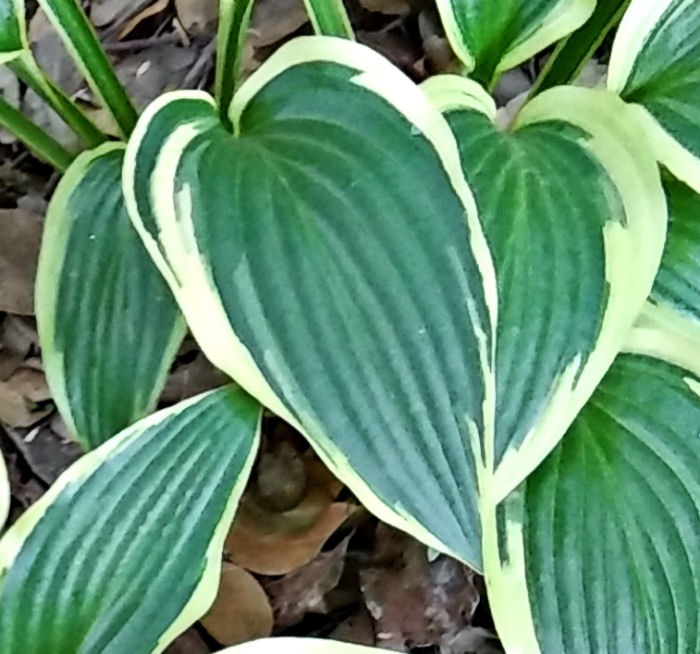 Leaves of Yellow Splash Rim Hosta