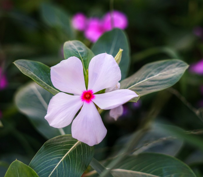Periwinkle with white and pink flowers