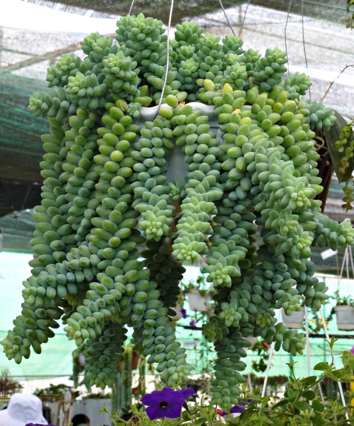 Mature burro's tail sedum