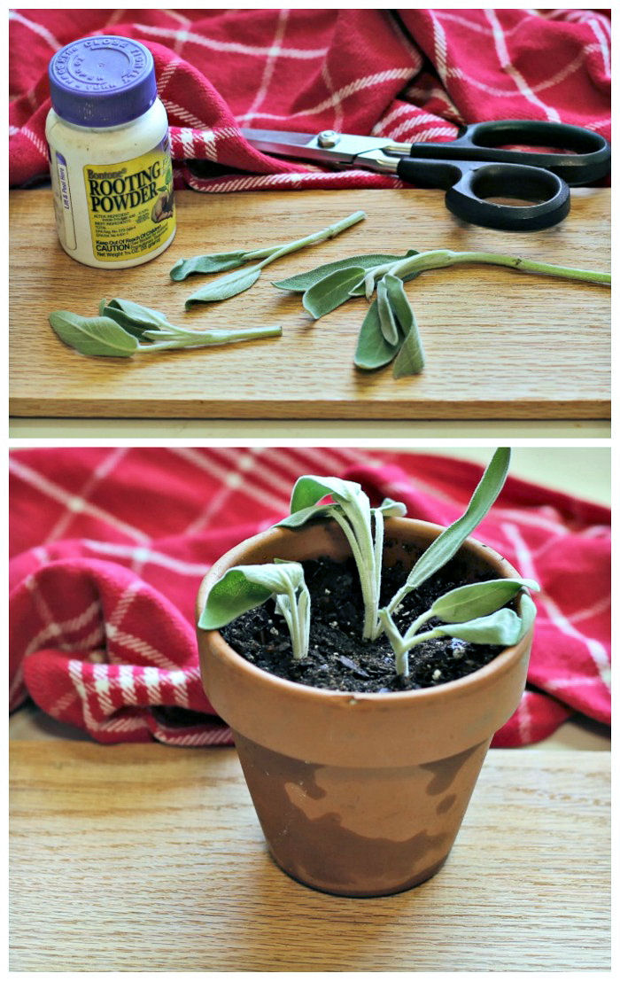 Sage leaves and stem cuttings with rooting powder and scissors and a pot with planted sage leaves.