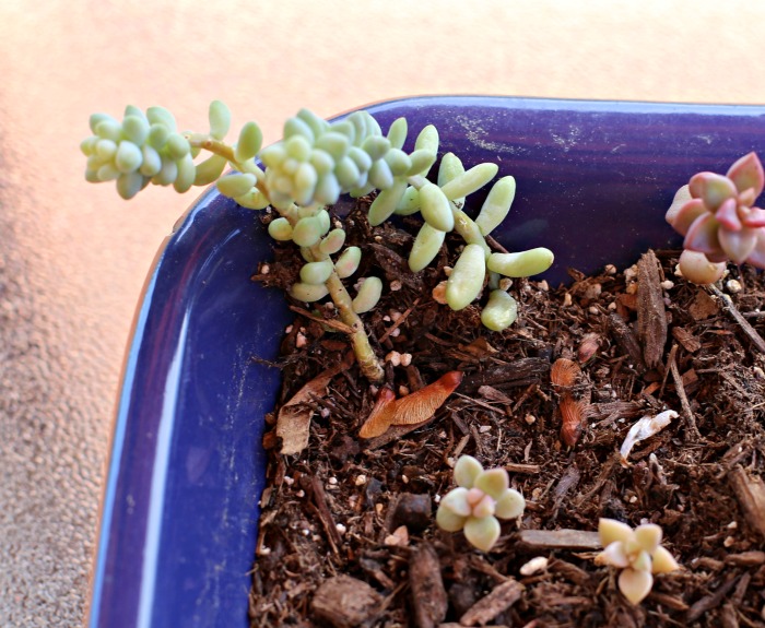 Propagating sedum morganianum 'burrito'