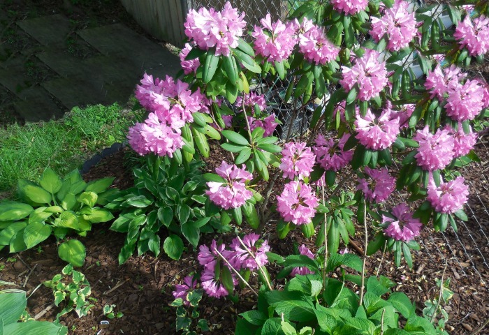 Rhododendron bush in a shade garden
