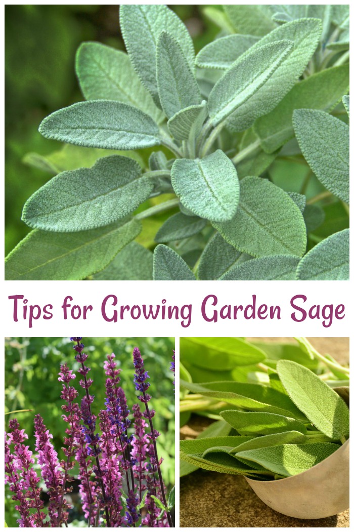sage plant, sage flowers and cut sage leaves in a collage with words Tips for Growing Garden Sage.