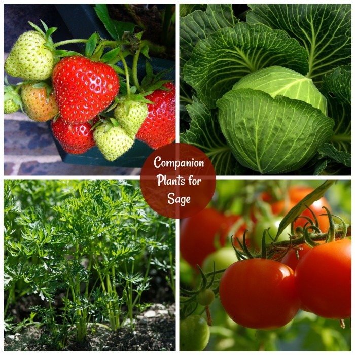Strawberries, carrots, cabbage and tomatoes in a collage with words companion plants for sage.