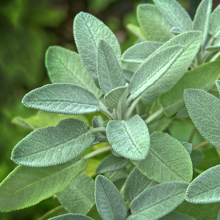 Sage Plant Care – How to Plant, Grow and Harvest Garden Sage