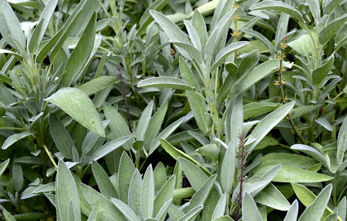 sage plants with small flowers.