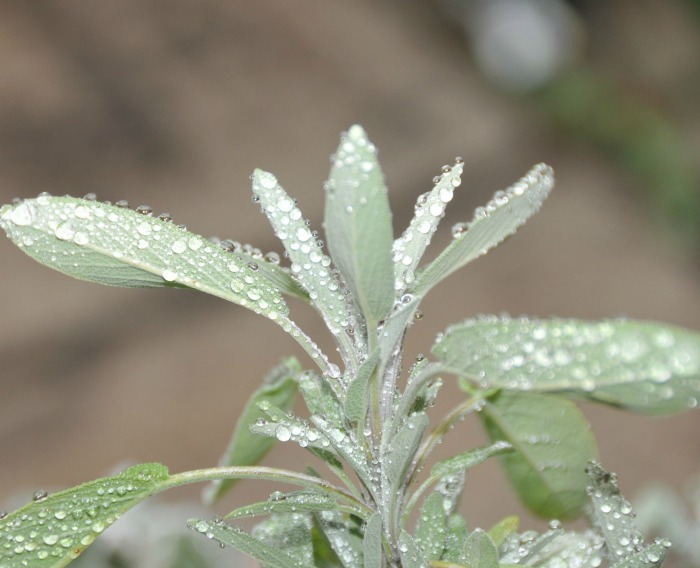 Leave of a sage plant in the rain.