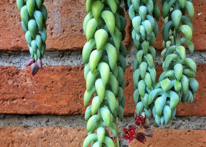 tails of sedum morganianum